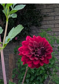 Southern Black Embers