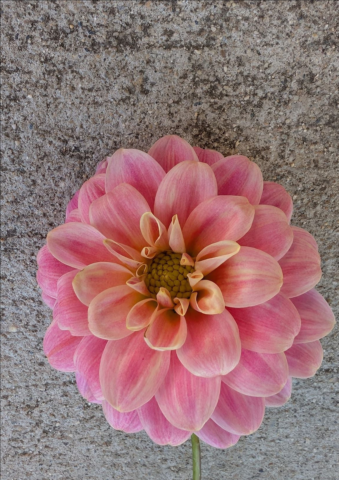 Florelie Strawberry Shortcake