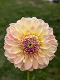 Coorabel Astrid