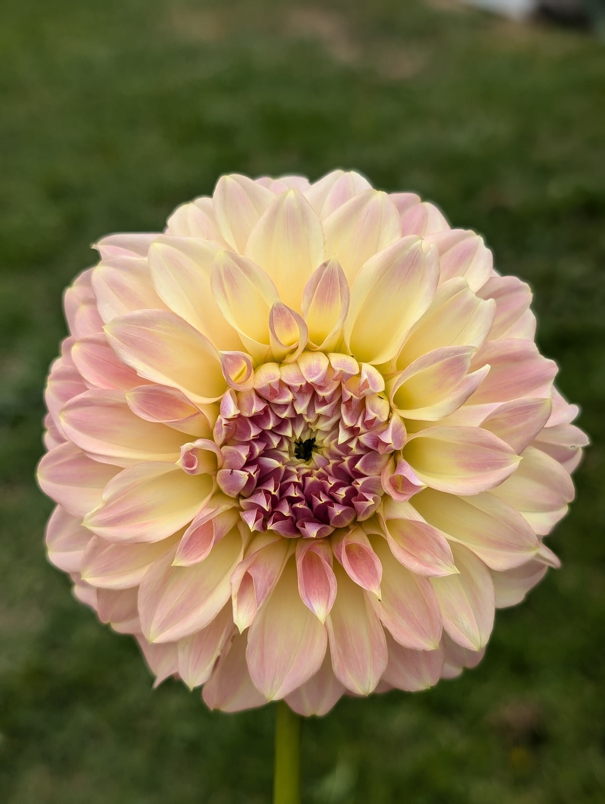 Coorabel Astrid