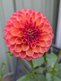 Terracotta