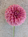 Florelie Oracle