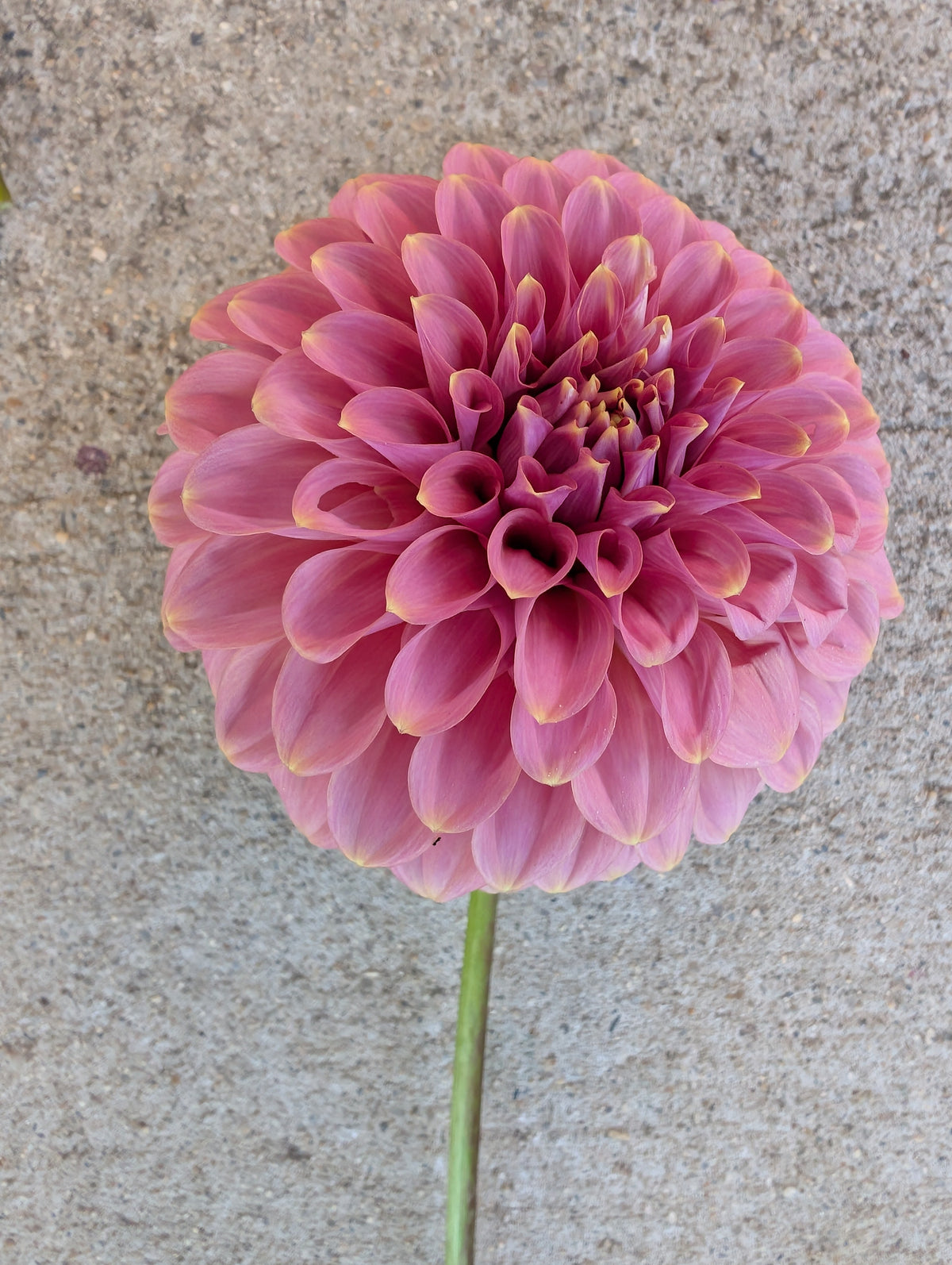 Florelie Oracle