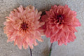African Peach
