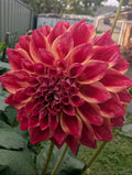 Winkie Rhubarb