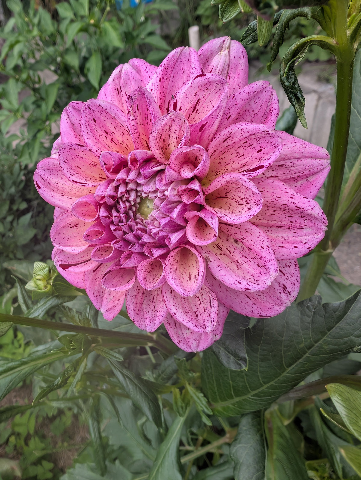 Sultan