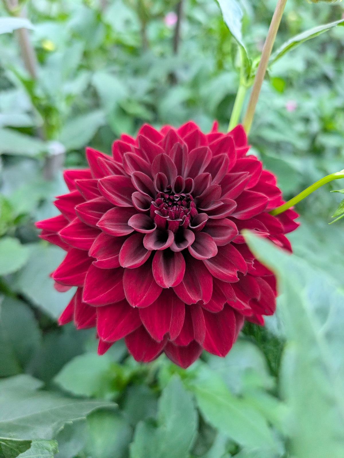 Southern Black Embers