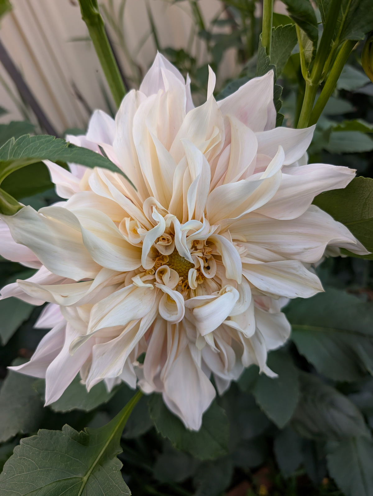 Cafe au Lait