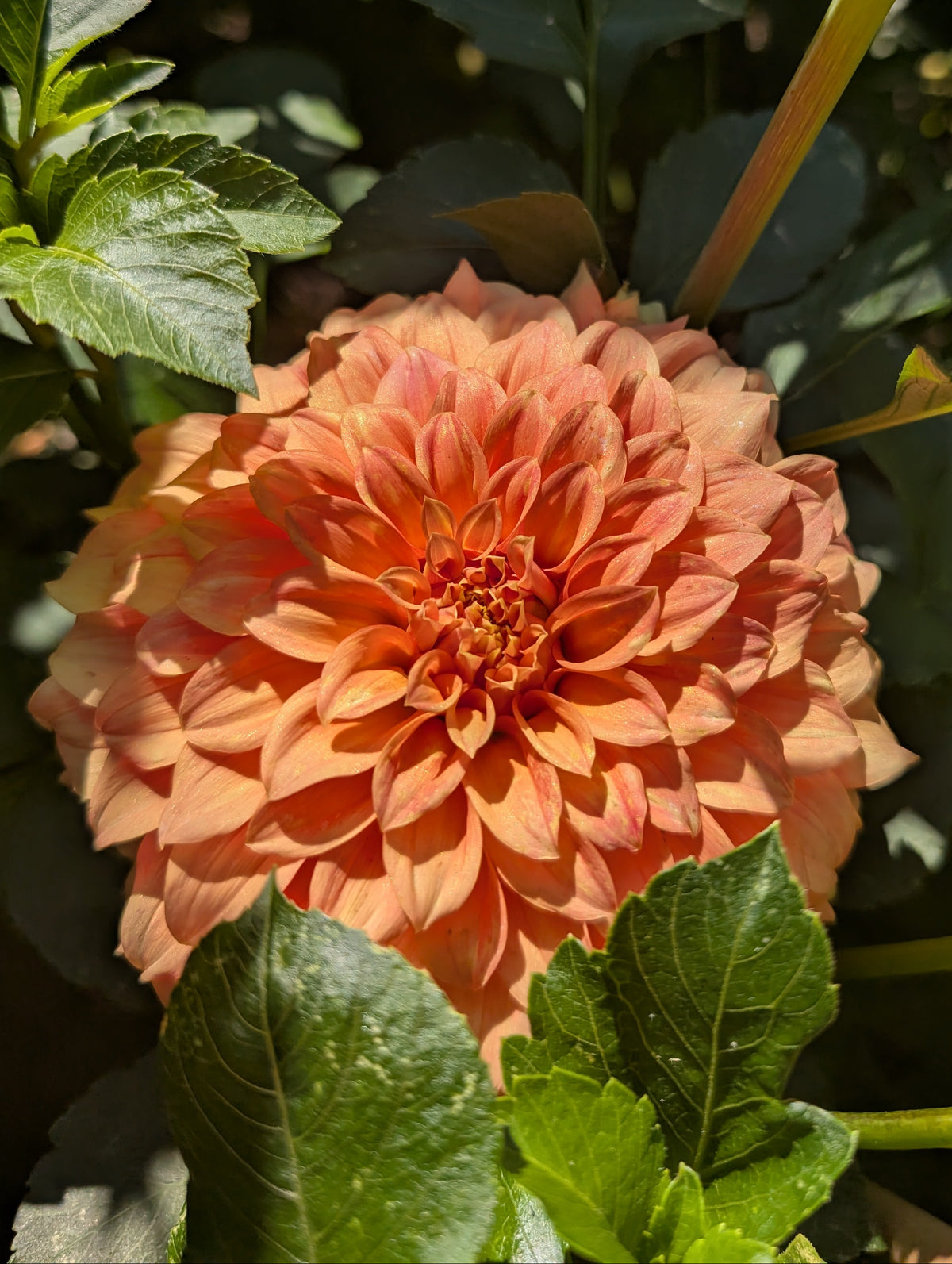 Bracken Palomino