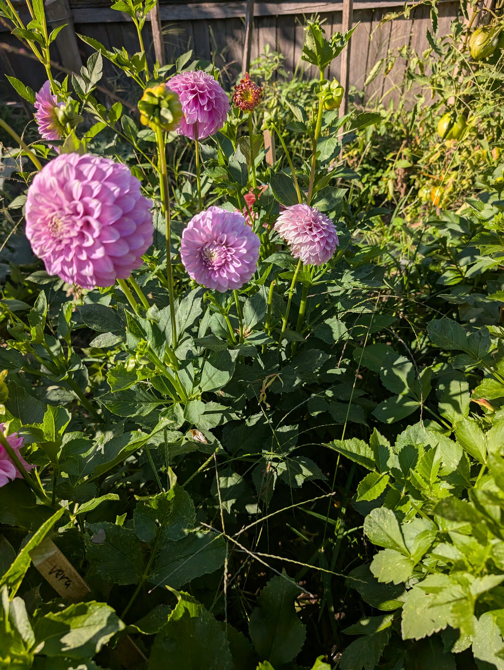 Coorabel Zoe