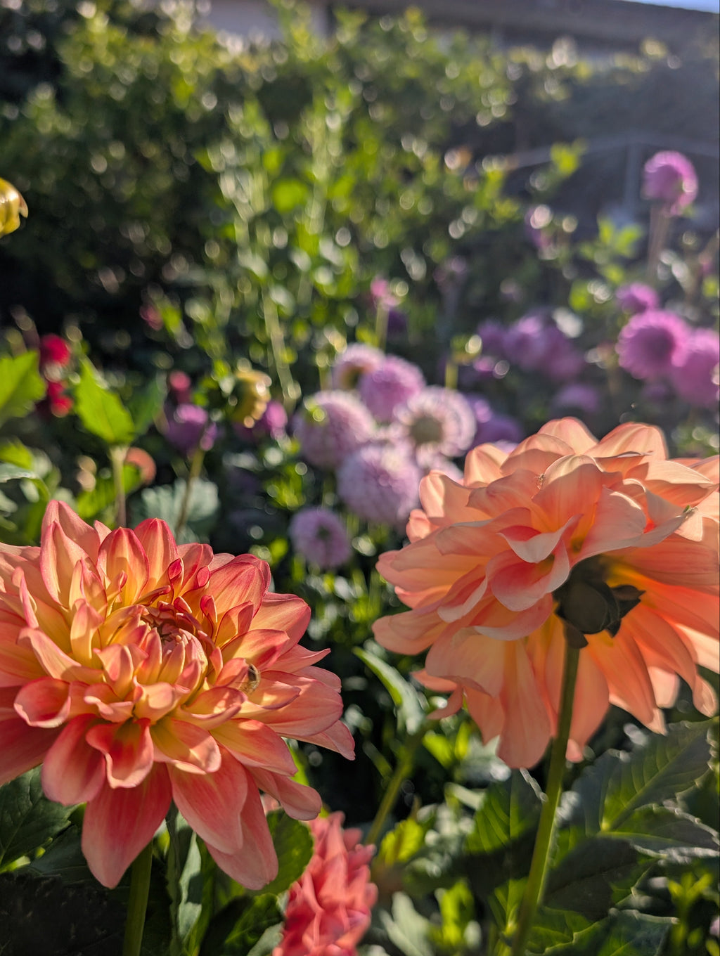 Tequila Sunrise
