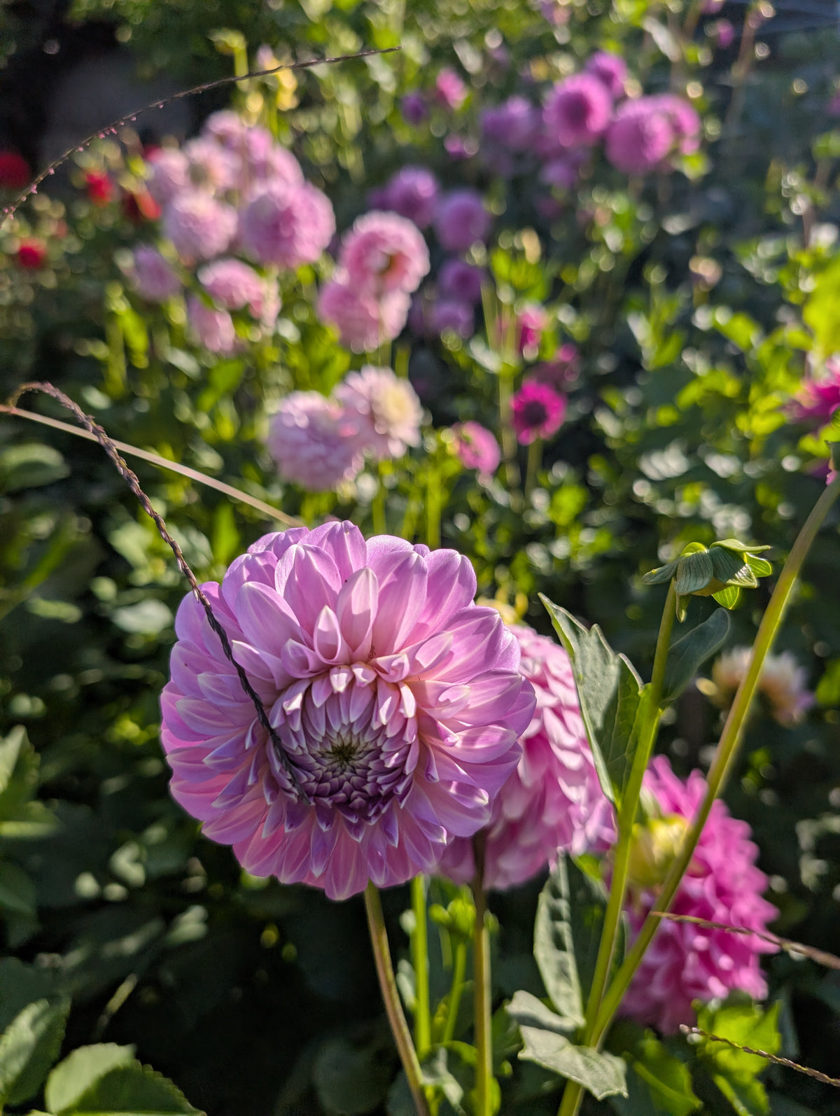 Coorabel Zoe