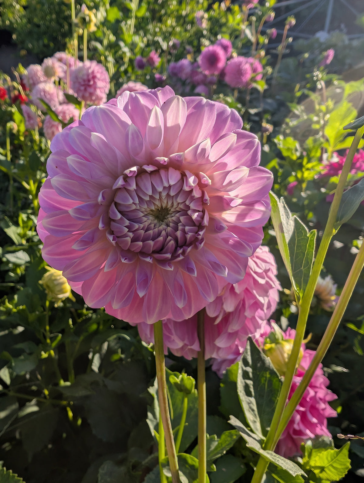Coorabel Zoe