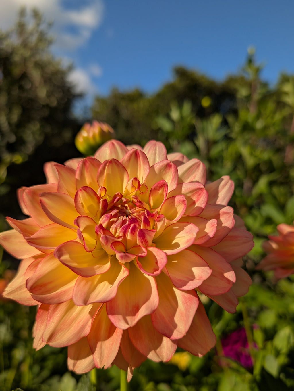 Tequila Sunrise