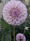 Jeff Bloom