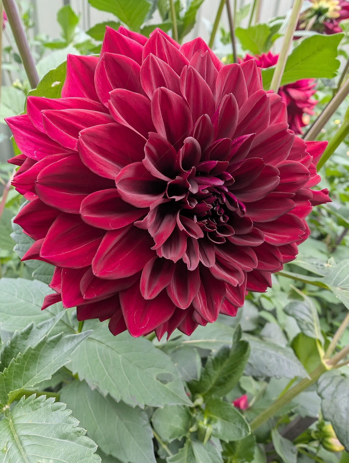 Red Tiger