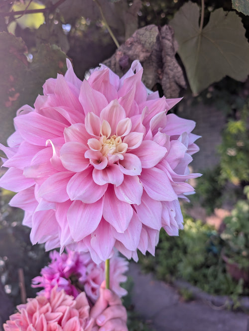Cerise Rose