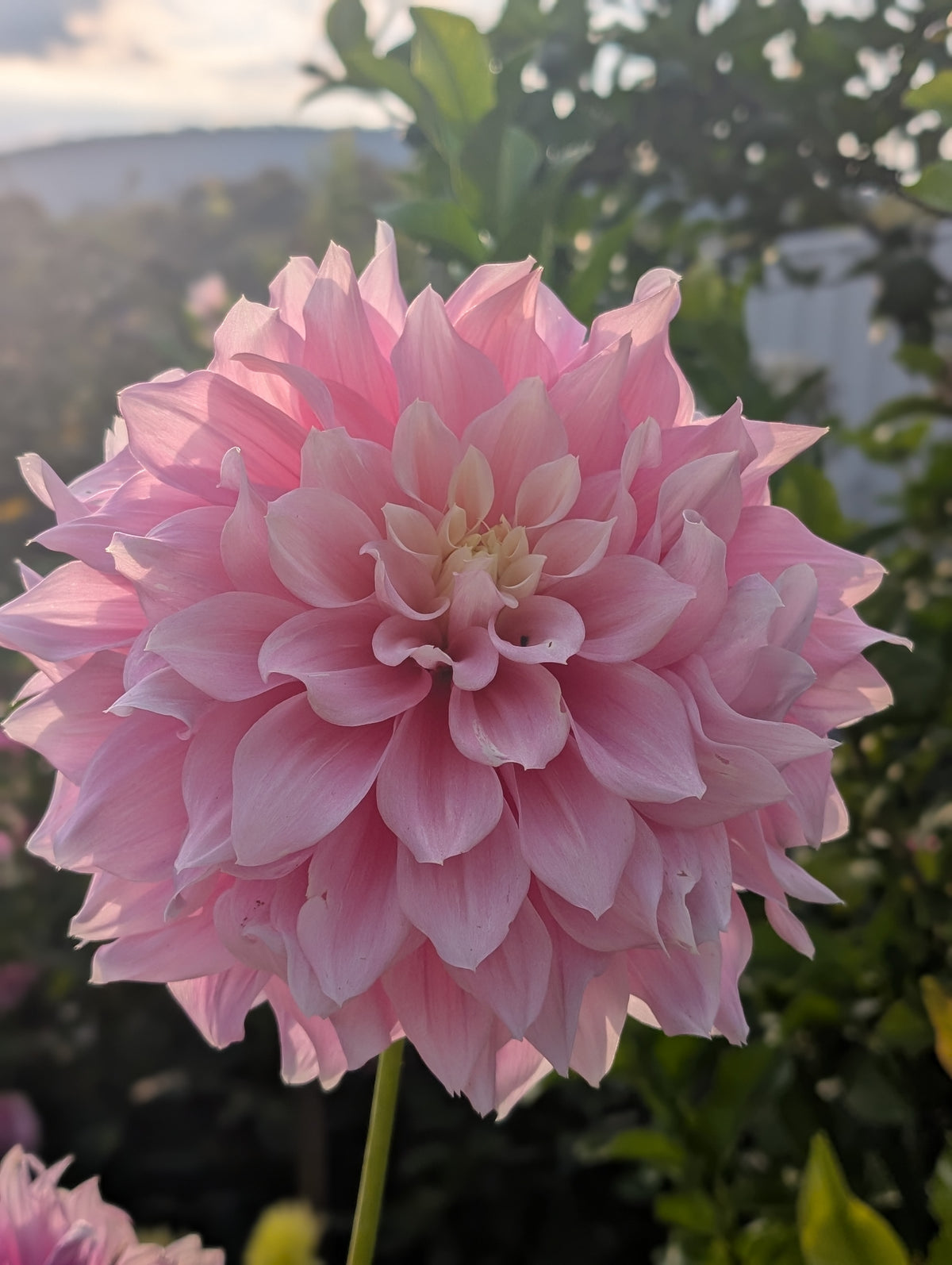 Cerise Rose