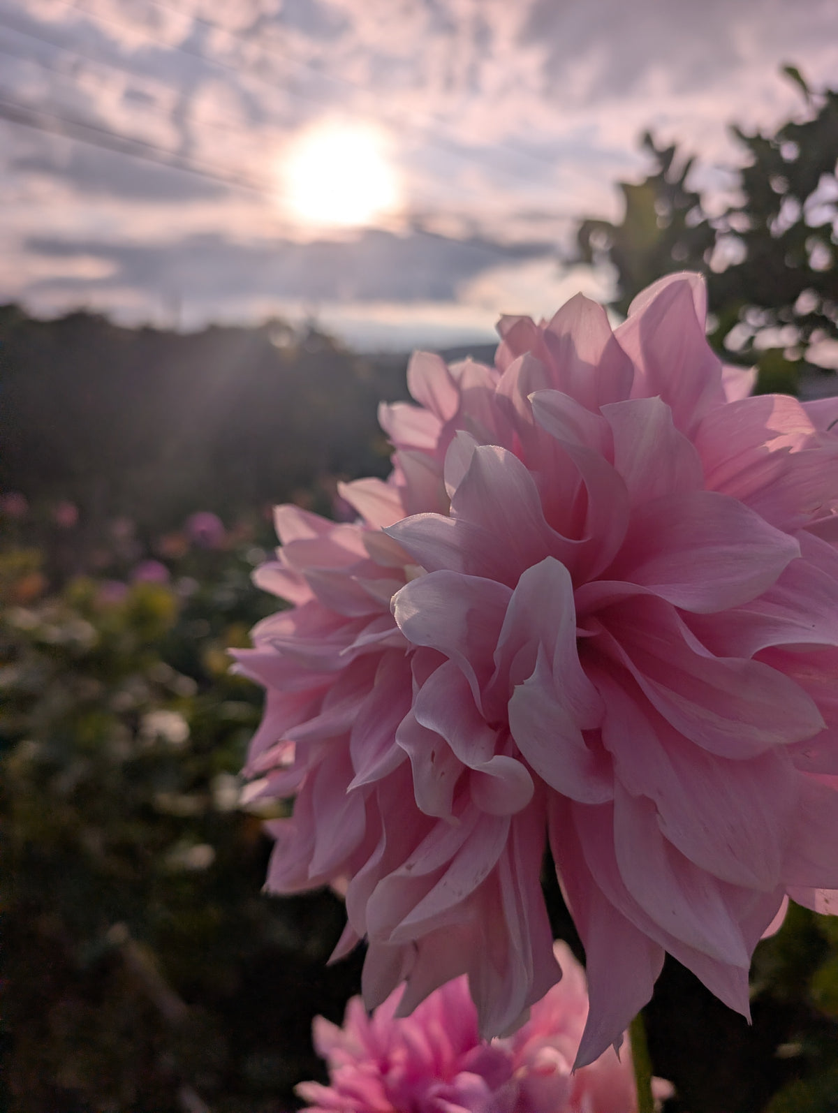 Cerise Rose