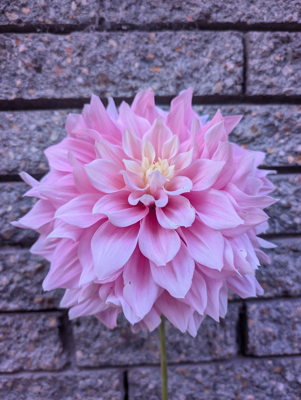 Cerise Rose