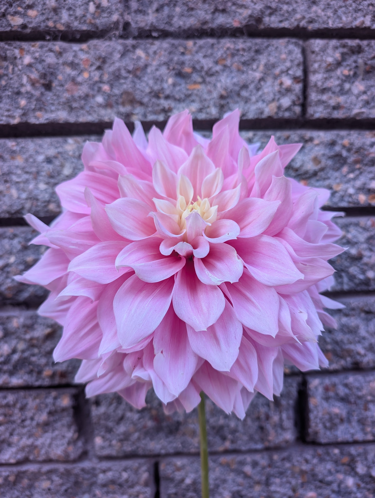 Cerise Rose