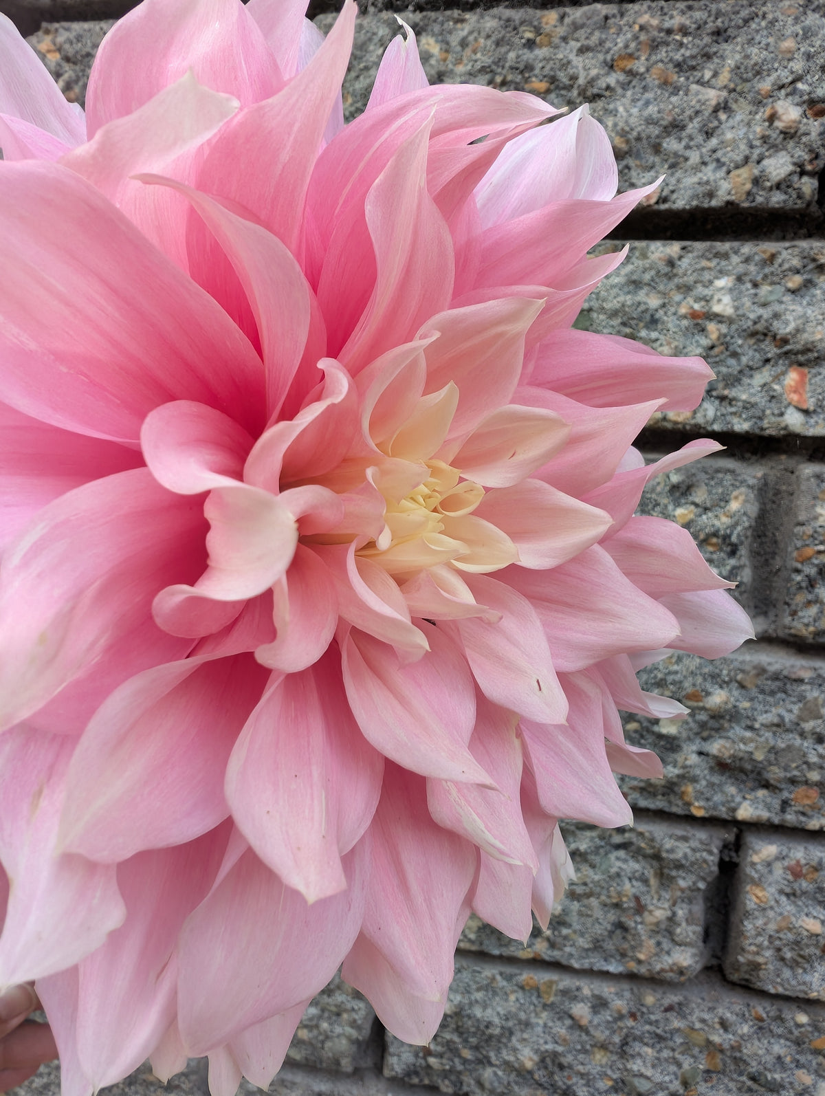 Cerise Rose