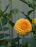 Florelie Dandeloin