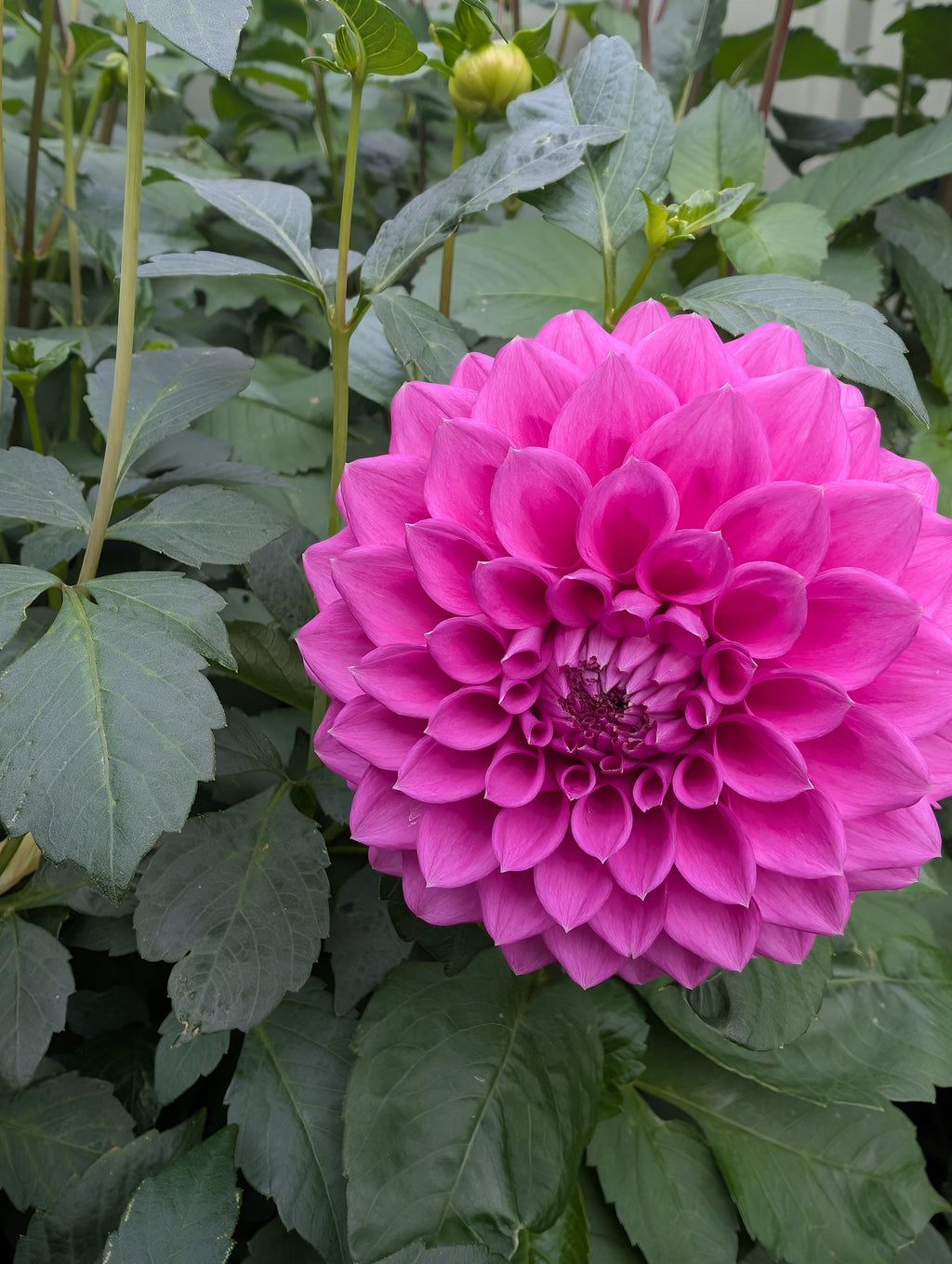 Lilac Minature