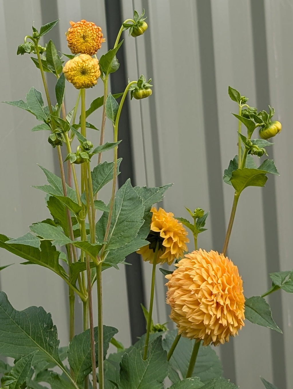 Florelie Dandeloin