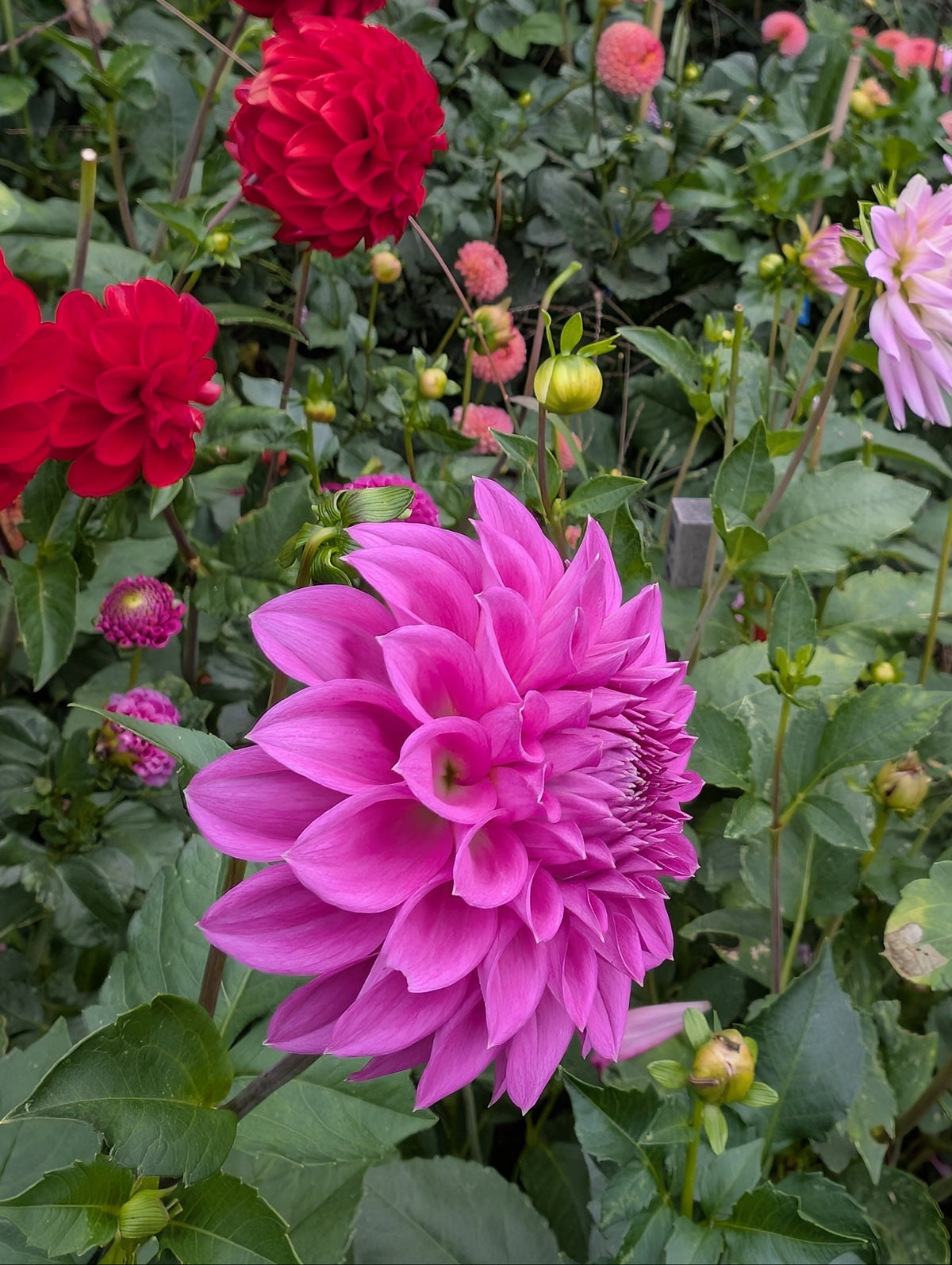 Lilac Minature