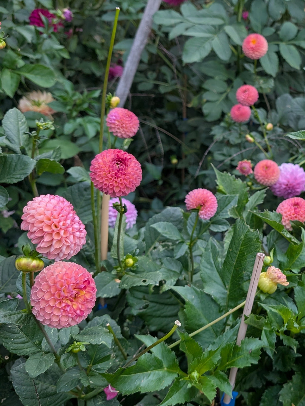 Little Peaches