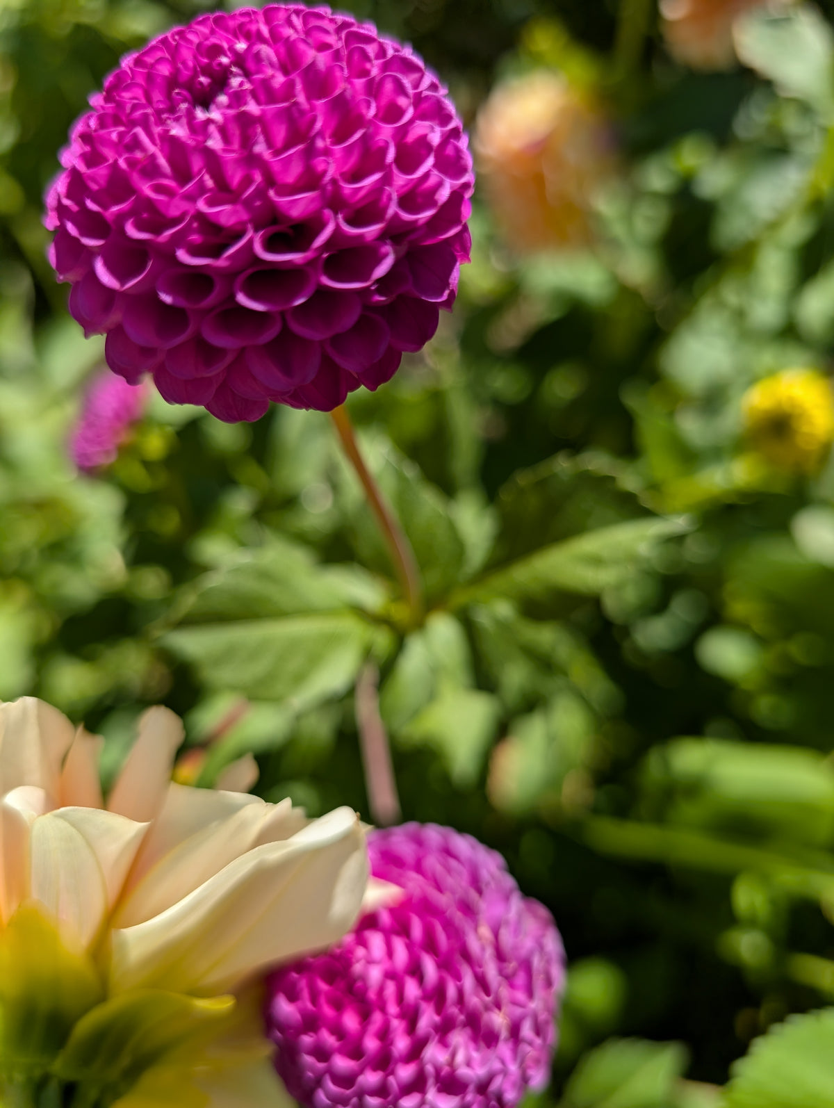 Florelie Hayley