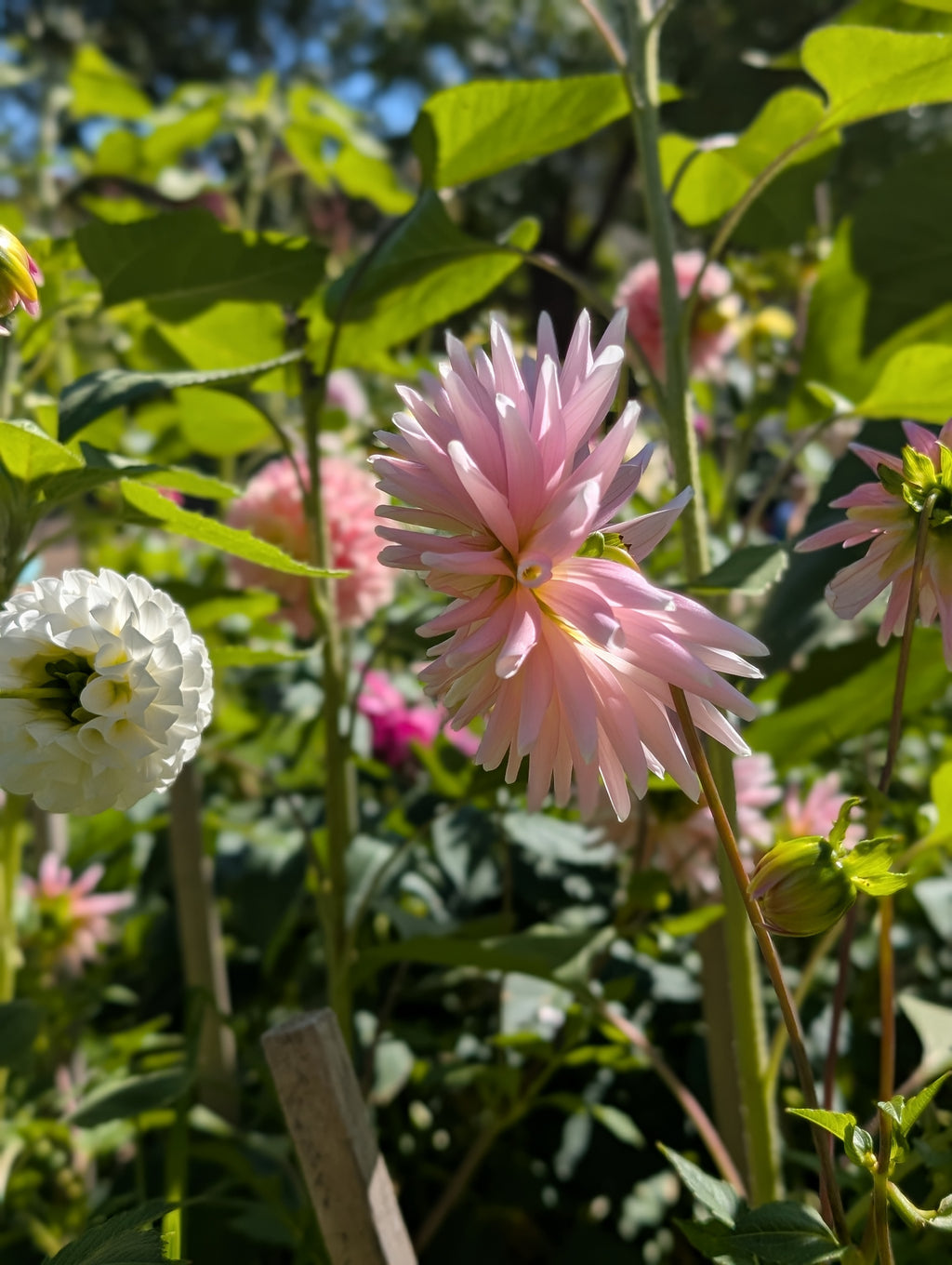Rose Fletcher