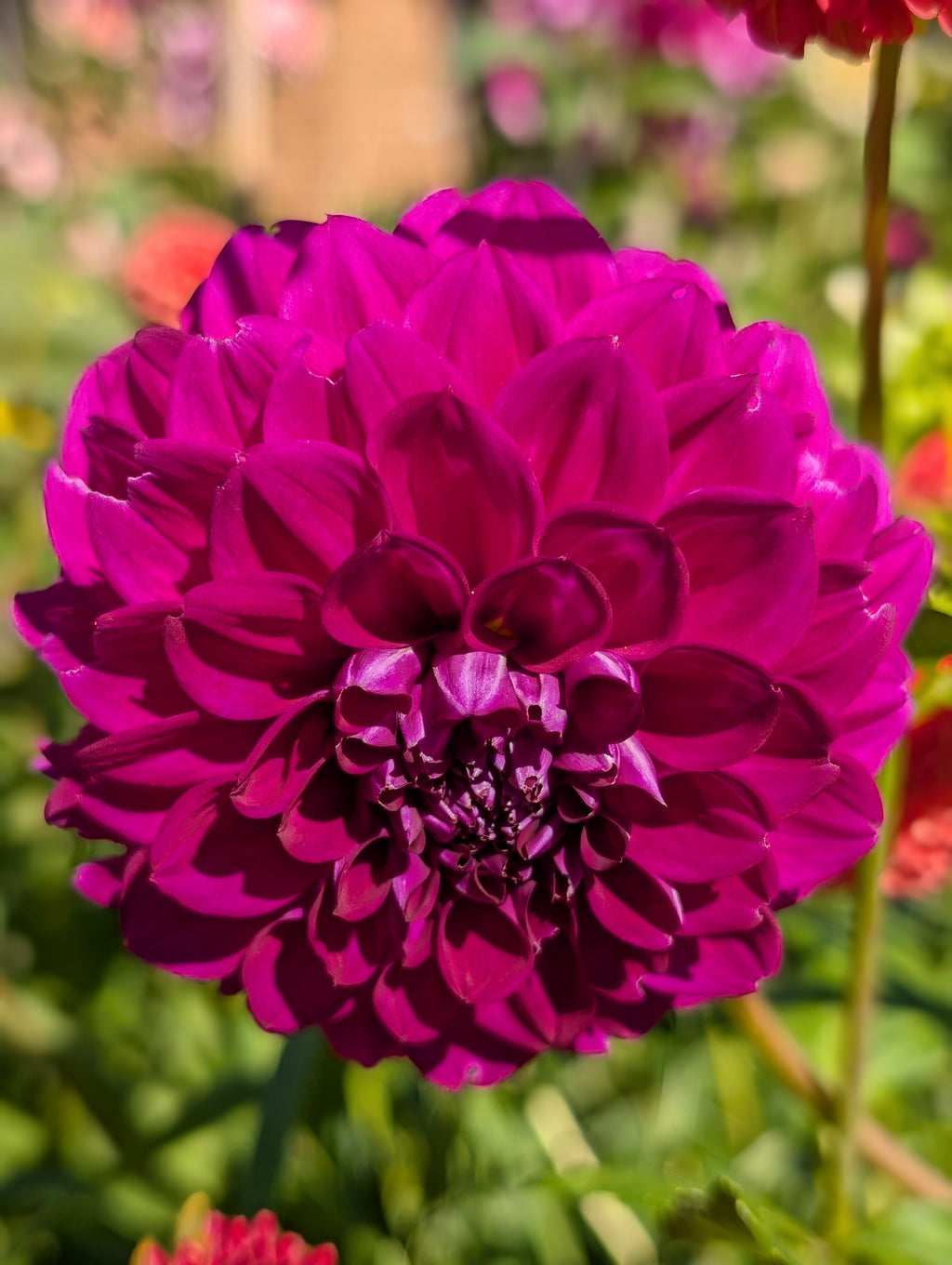 Purple dream