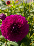 Purple dream
