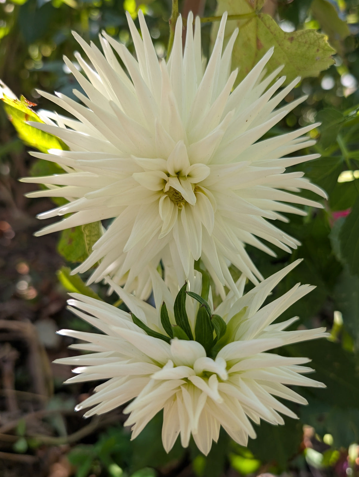 White Cactus