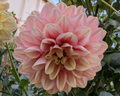 Florelie Kindness