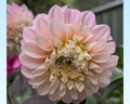 Florelie Piroutte